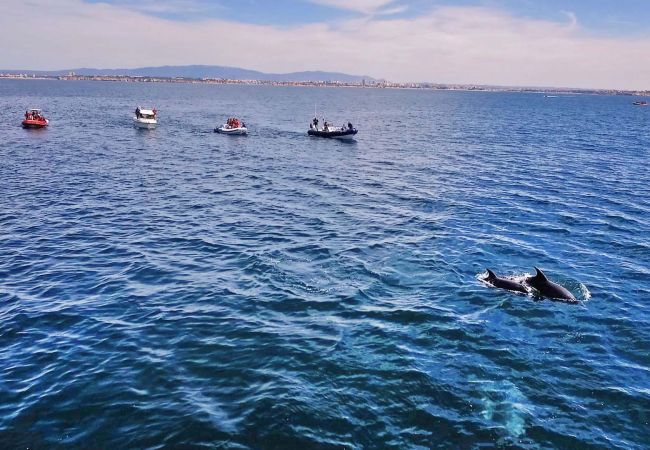 Villa Cozumel (Albufeira) Villa Cozumel (Albufeira)