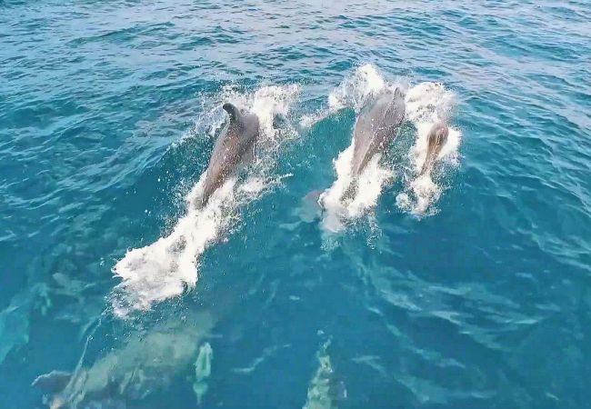 Casa Negril (Albufeira) Casa Negril (Albufeira)